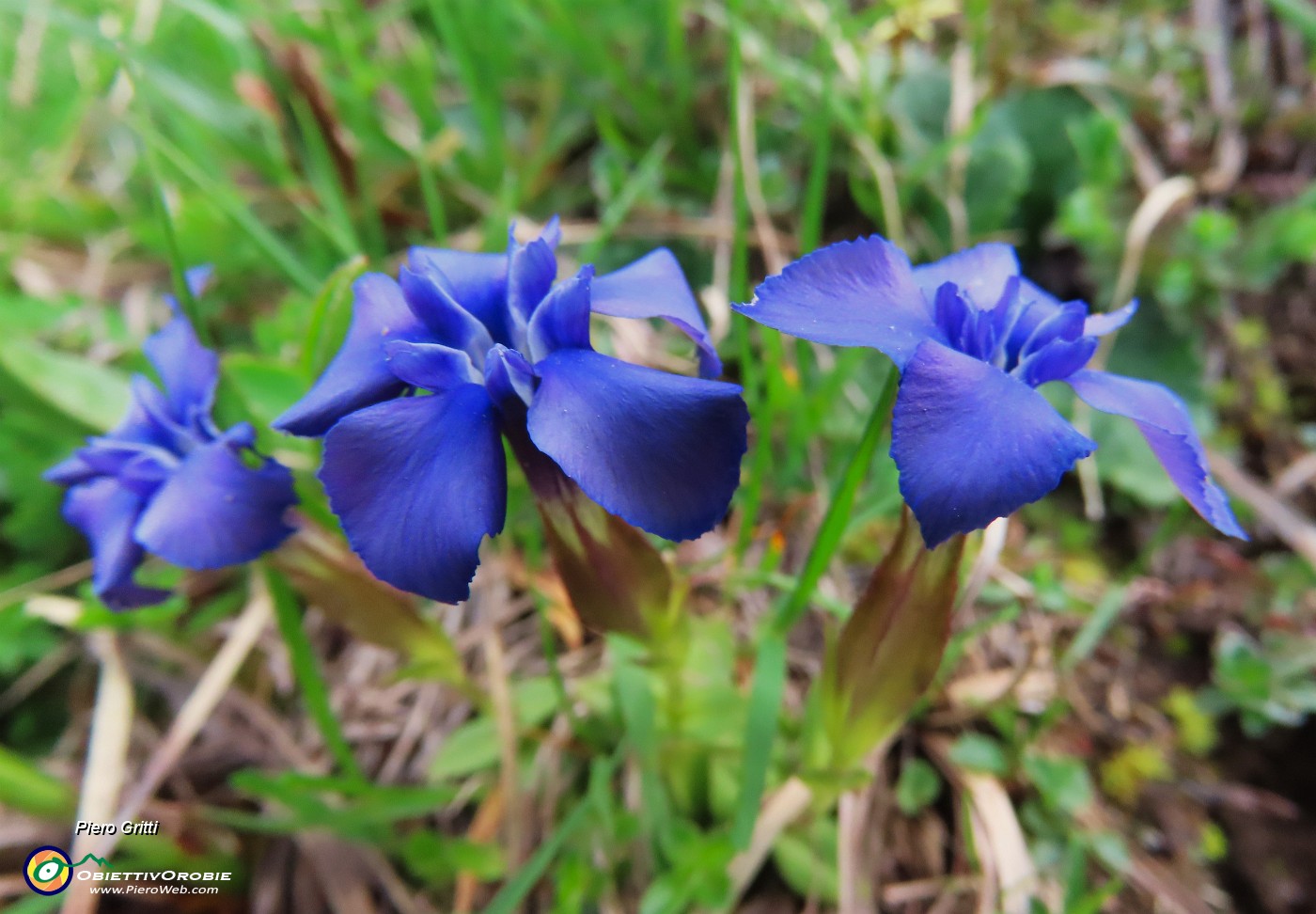 26 Gentiana verna (Genziana primaticcia).JPG